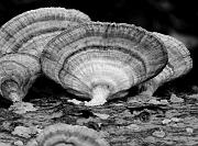 Purple Shelf Fungus 6640bw